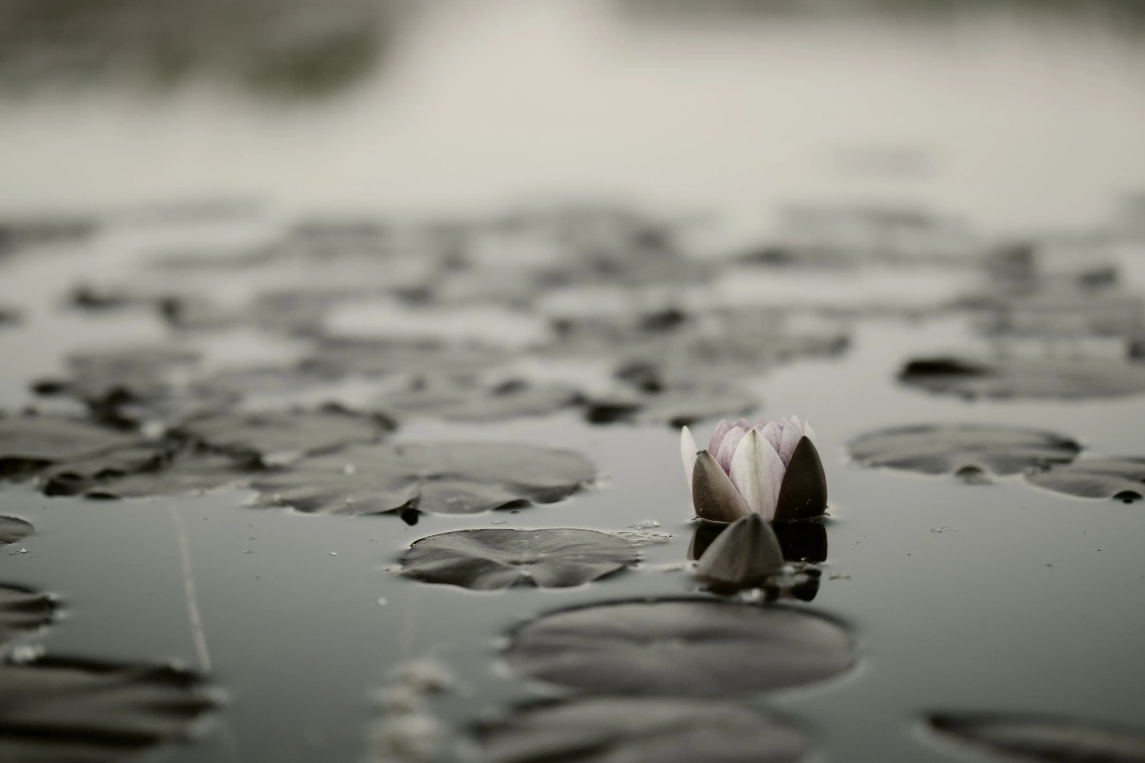 Vive la experiencia EMANA